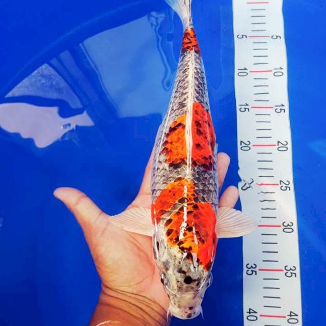 BENI GINGGA 37CM