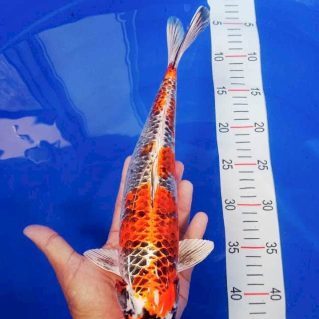 KUJAKU 35CM