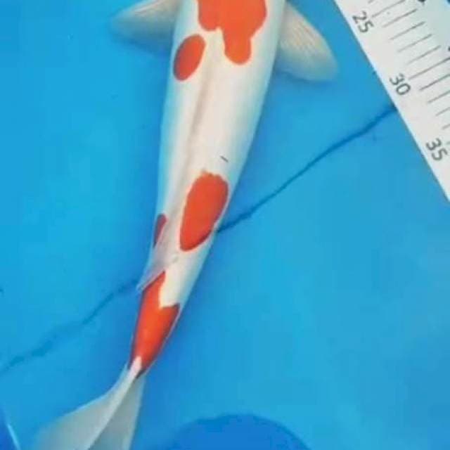 C.kohaku doit SQ 40cm