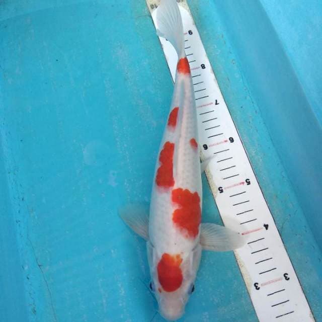 Maruten kohaku 34cm