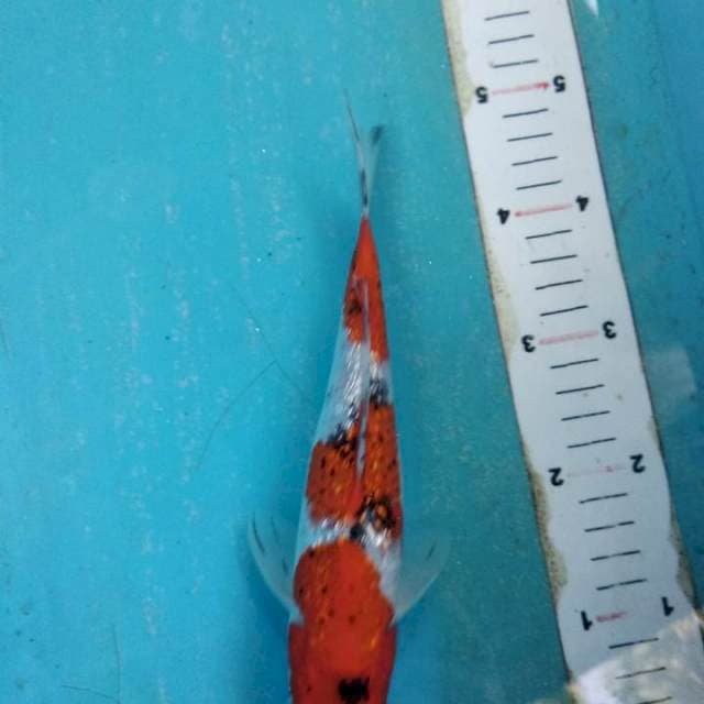 Sanke ginrin 24cm