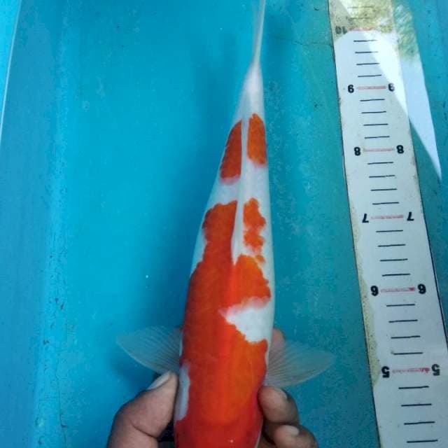 Kohaku 35cm