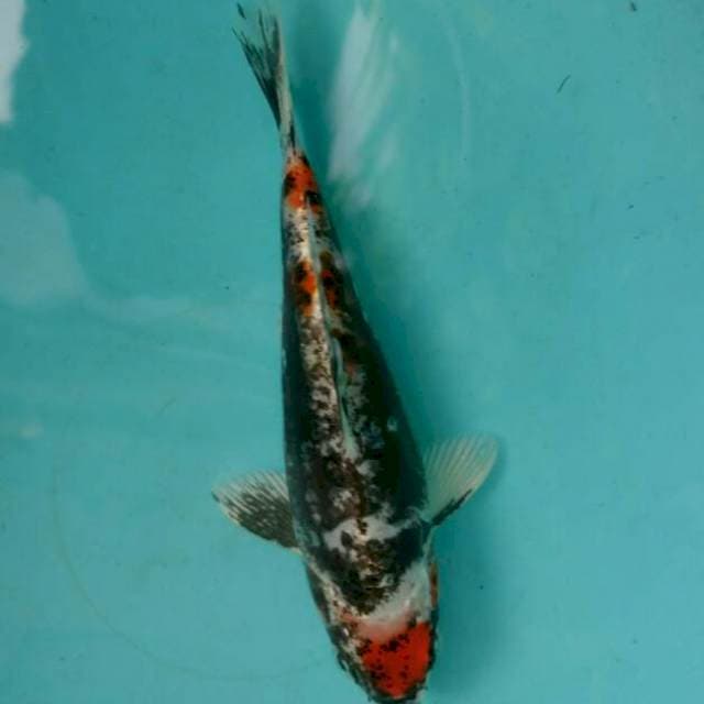 Antique Tancho