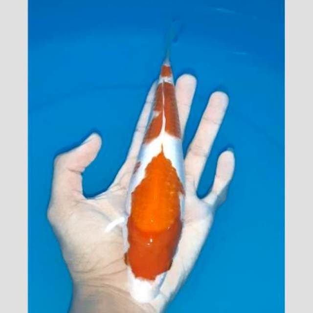 Kohaku super bulky punuk 25cm