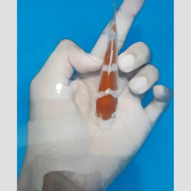 15cm kohaku 4step