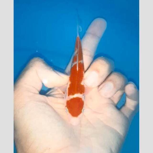 Kohaku cakep 15cm