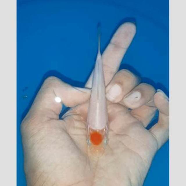 Tancho original super mulus 15cm