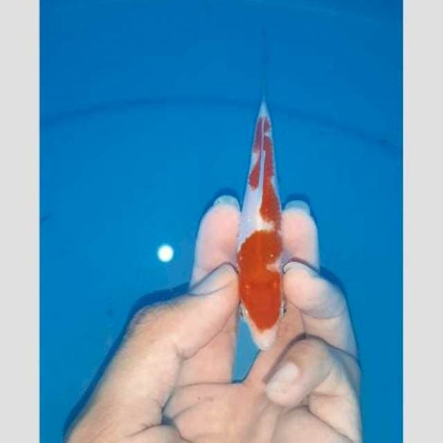 Inaxuma keren kohaku