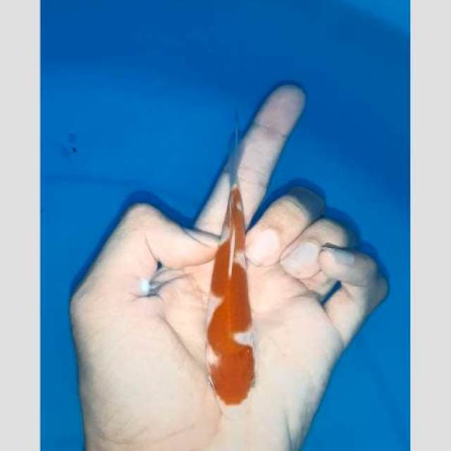 Kohaku snake 15cm