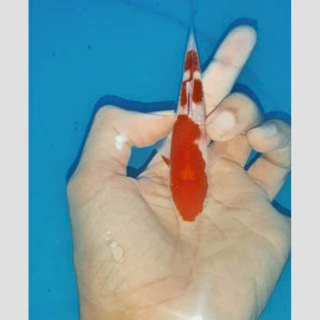 Kohaku 15cm kuy keren