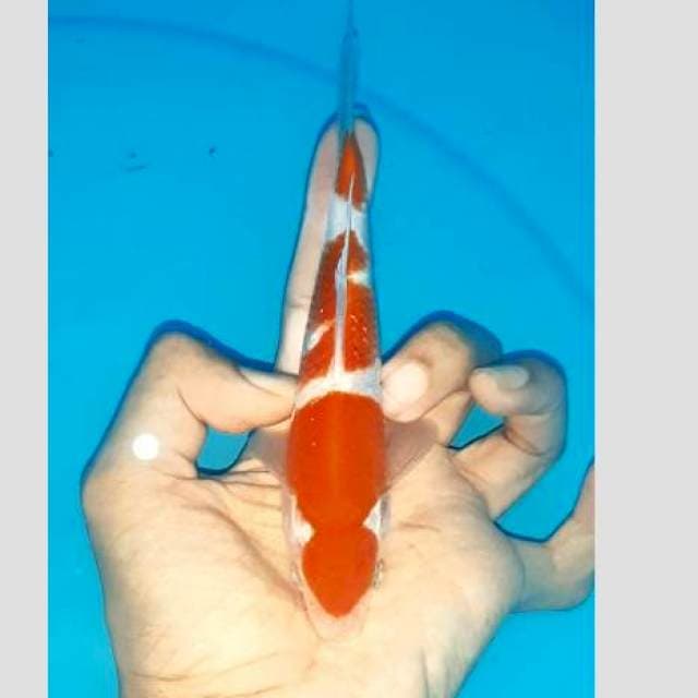 20cm kohaku super..tinggal keeping