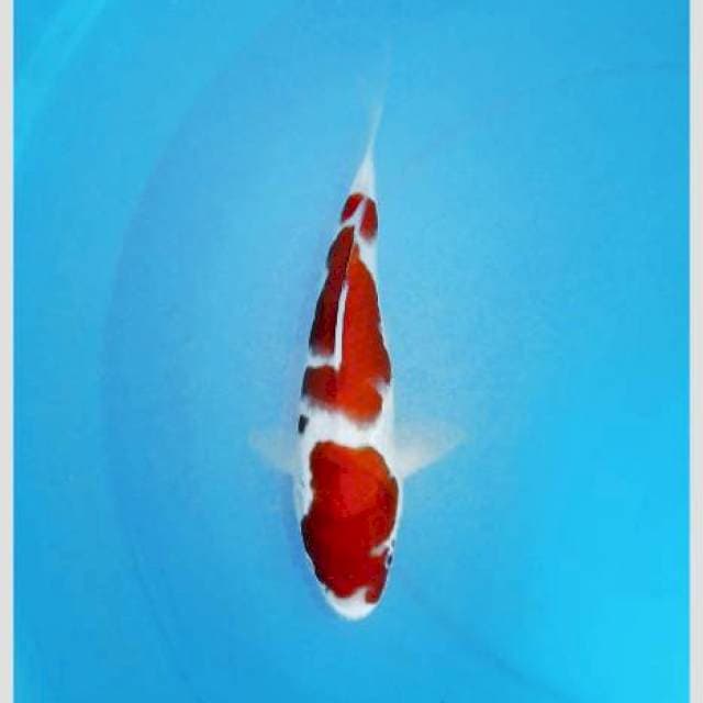 Super kohaku red strong original 30cm