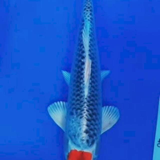 D.TC gosiki 40cm