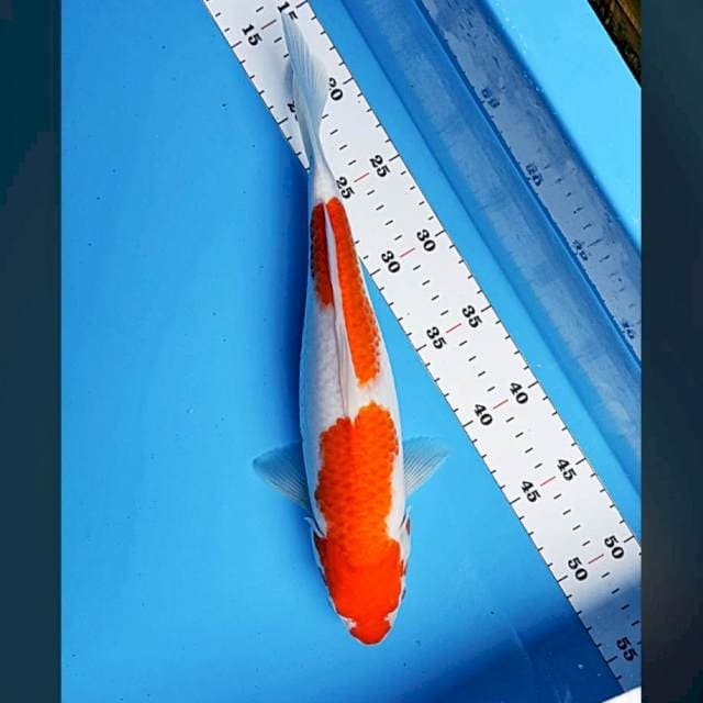 Kohaku 33cm