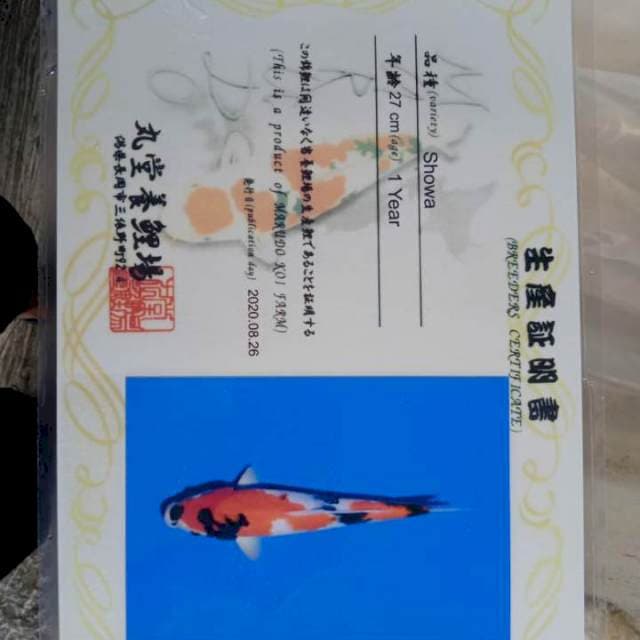 Showa 30bu Marudo Farm