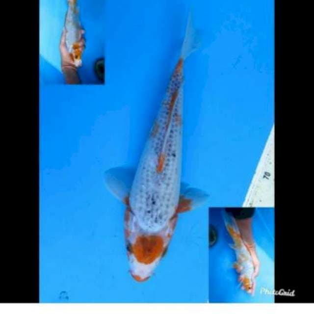 Asagi 25cm