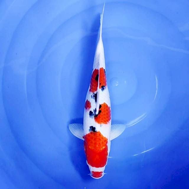1. Sanke Kucibeni || 38 cm