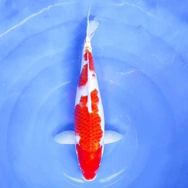 2. Kohaku || 37 cm