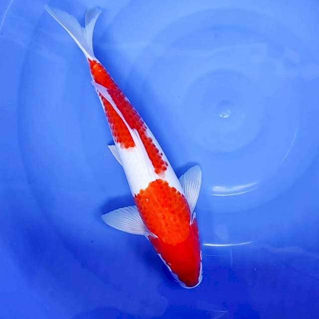3. Kohaku || 39 cm || Jantan