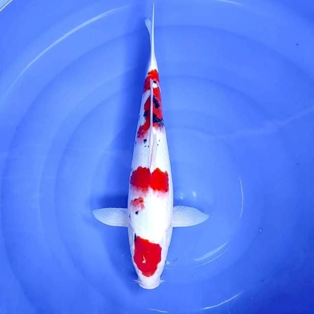 4. Maruten Sanke || 40 cm