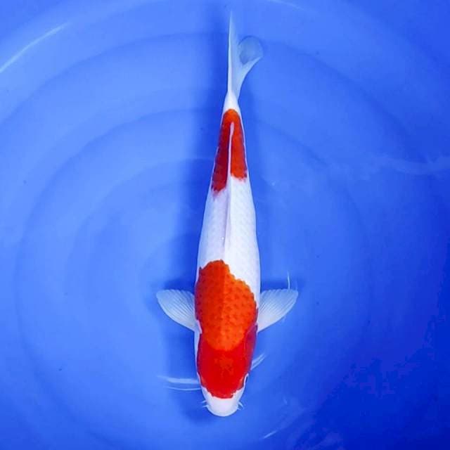 5. Kohaku 2 step || 39 cm