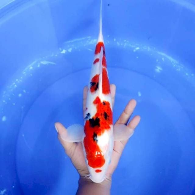 8. Sanke || 37 cm