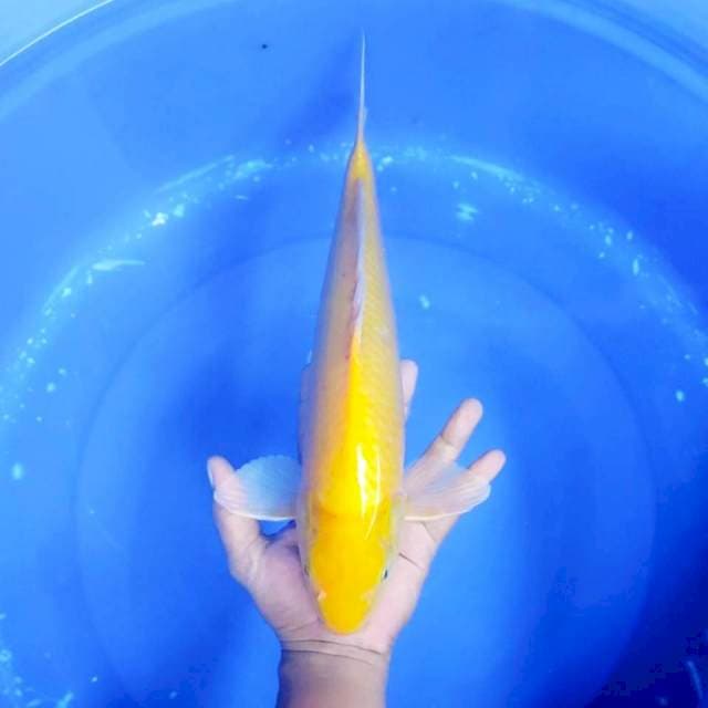 10. Karashi || 40 cm || Jantan