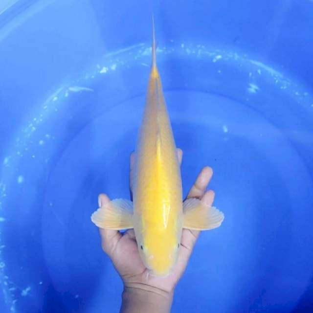 12. Karashi || 36 cm || Jantan