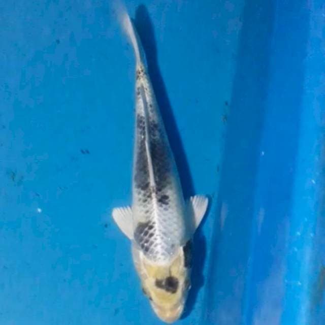 25 cm