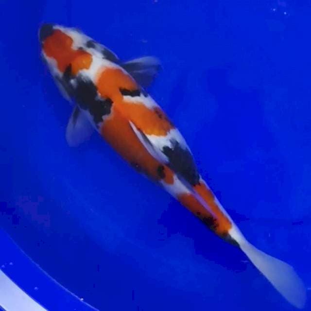 SHOWA 33 CM
