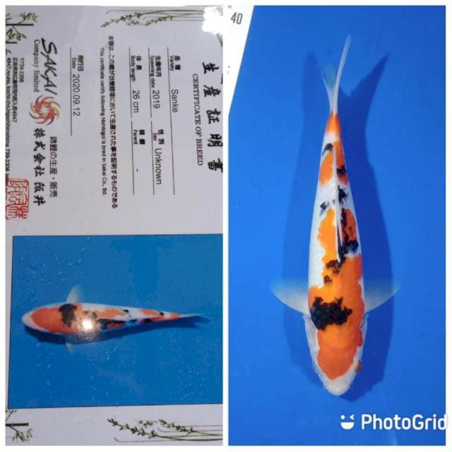 Sanke import sakai ltd farm