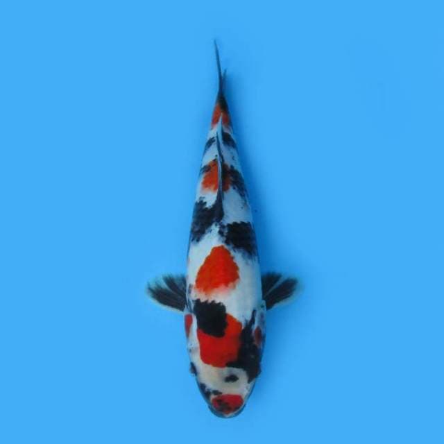 GODAN KINDAI SHOWA ORIGINAL