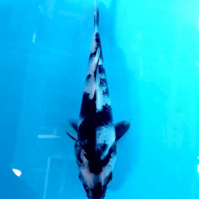 Shiro utsuri