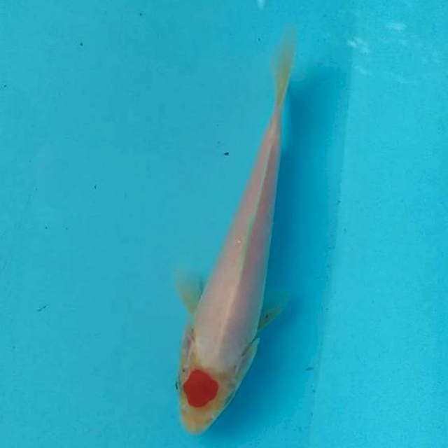 thanco kohaku ori
