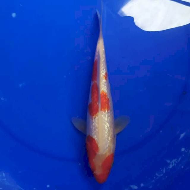 kohaku gindrin