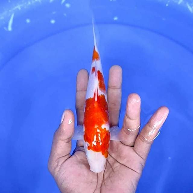 kuhaku /size : 19 cm