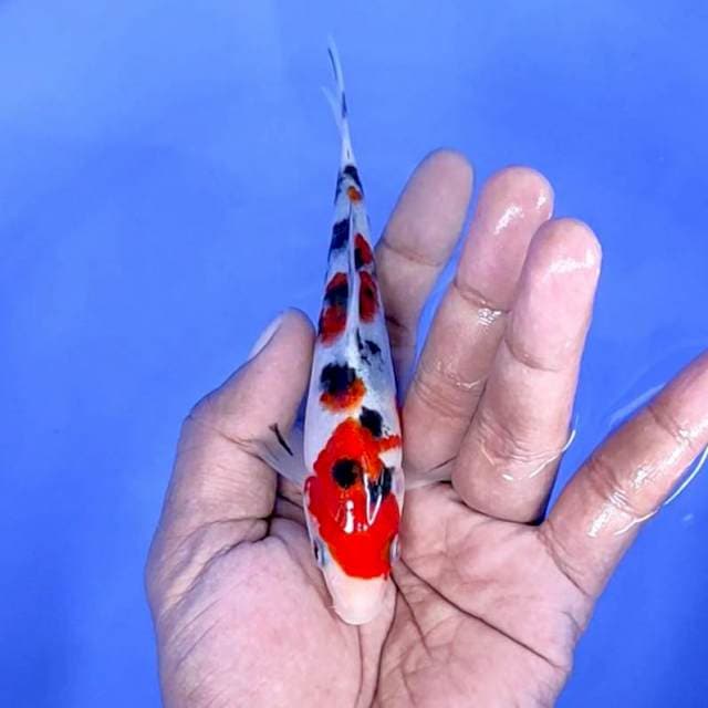 sanke/size : 14 cm