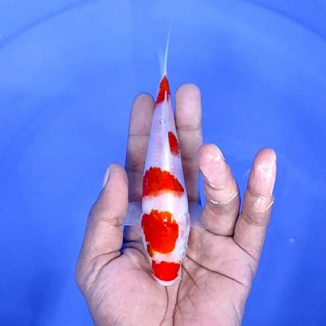 kuhaku / sesi : 16 cm