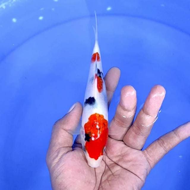 sanke /size : 17 cm jantan