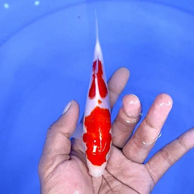 kuhaku /size : 15 cm