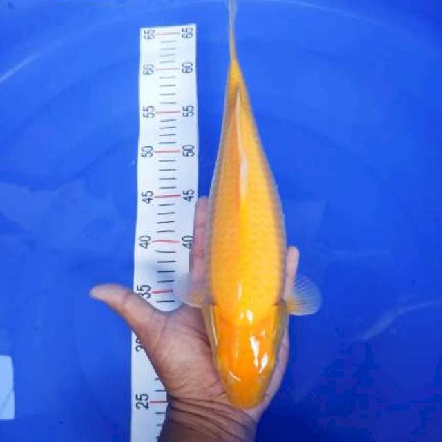 KARASHI MATA MERAH 37CM