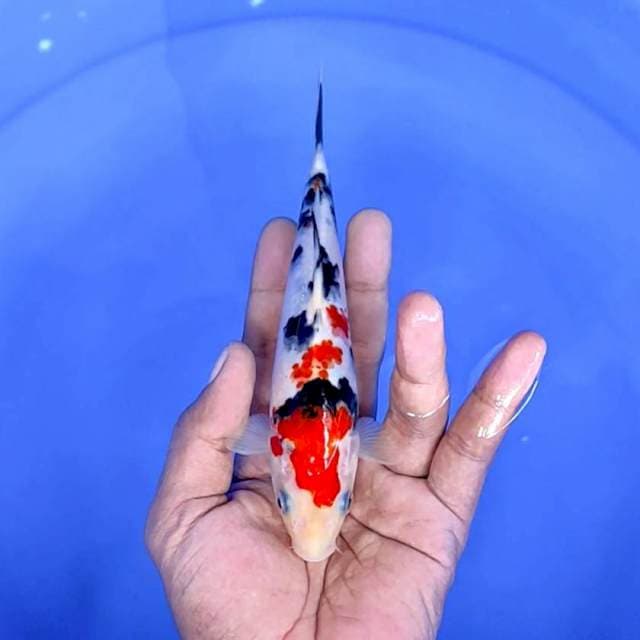 sanke /size : 18 cm 