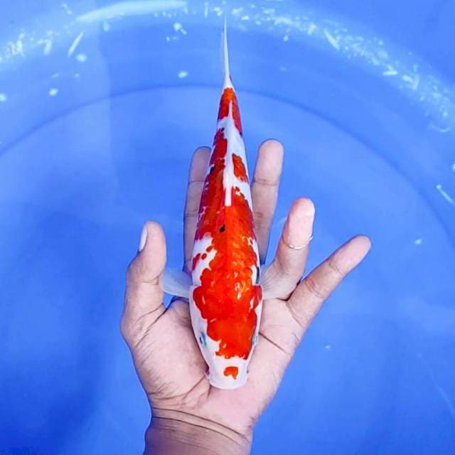 kuhaku /size : 24 cm