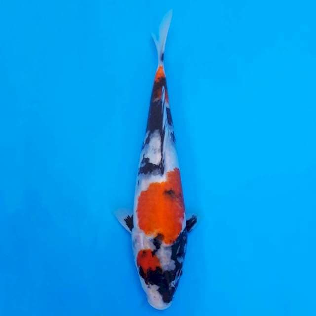 showa sanshoku 25cm HQ
