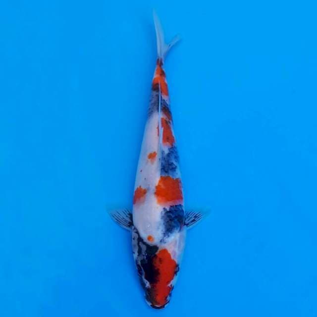 showa sanshoku 25cm HQ