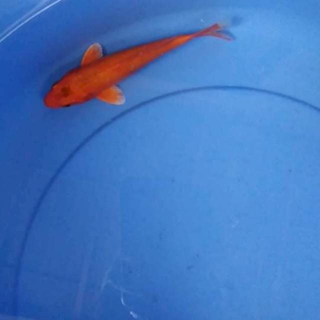 Orenji