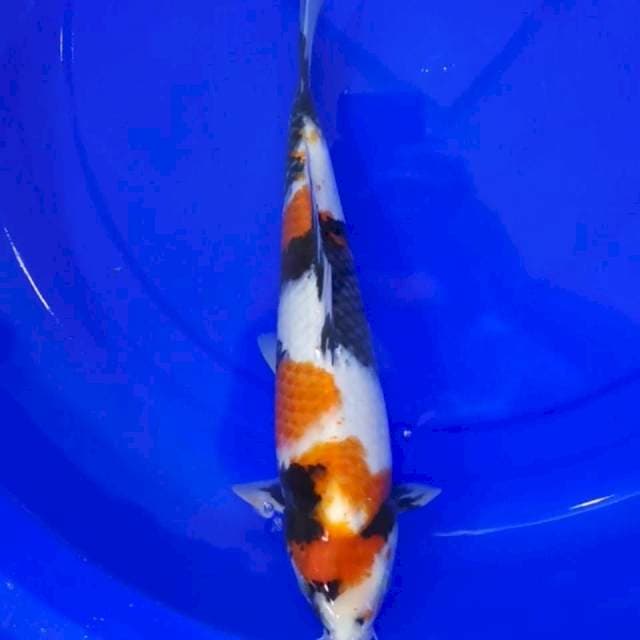 SHOWA 35 CM
