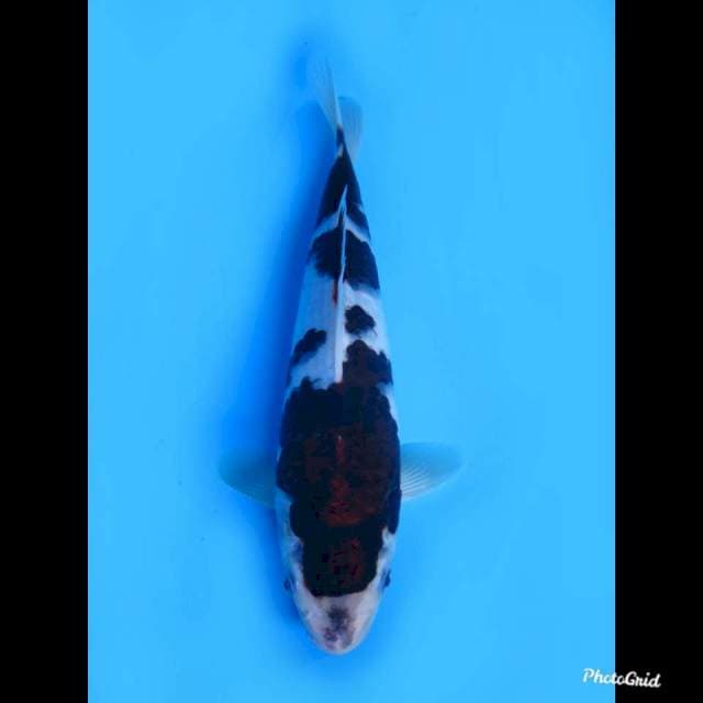 24cm male , Budo Goromo Ori