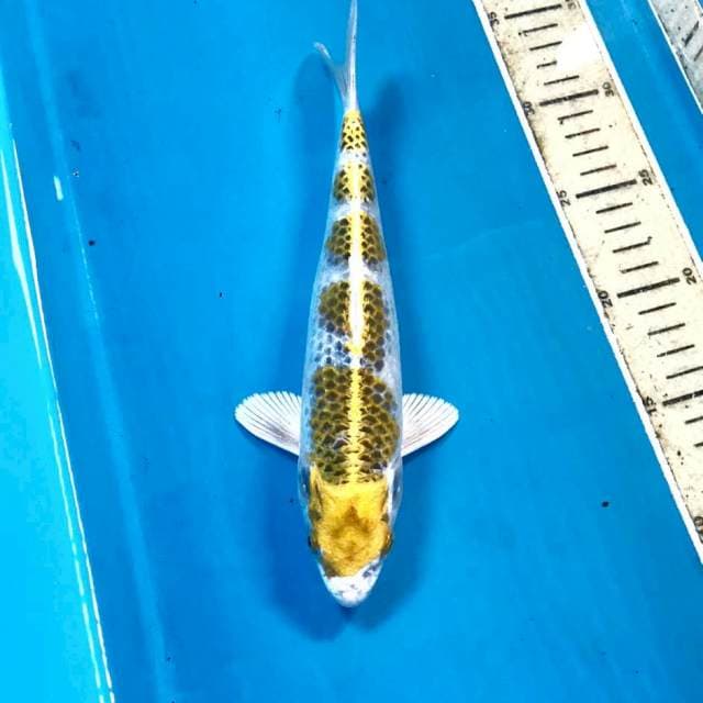 Kujaku, 25 cm