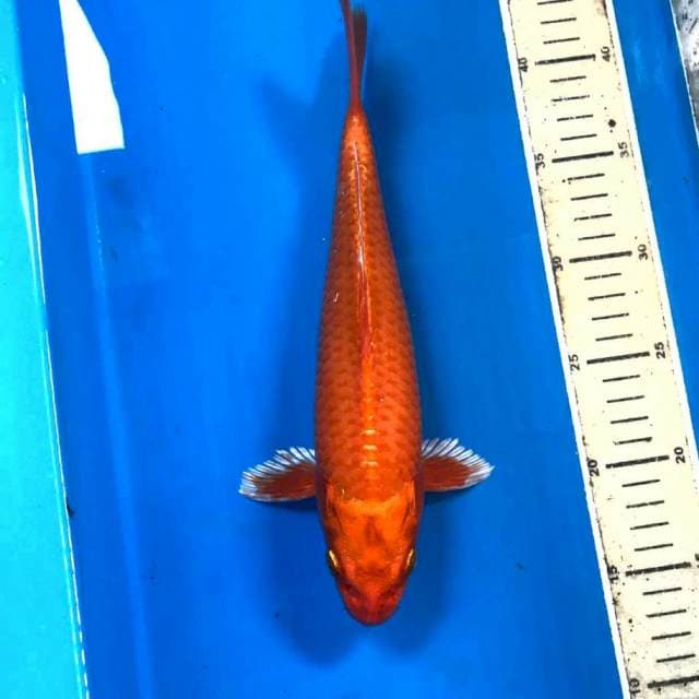 Ogon, 29 cm